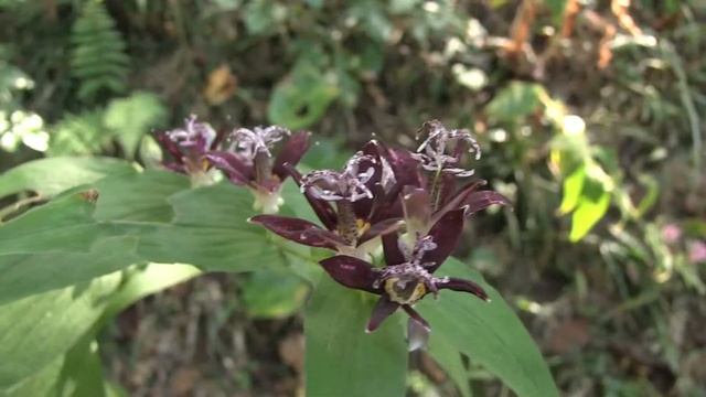 クロホトトギス/Tricyrtis hirta 01_171004森林公園 смотреть онлайн