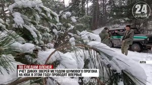 Благородный след: как инспекторы Южнобережного заповедника ведут учёт оленей и косуль