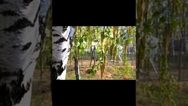 юферов виталя белая береза смотреть онлайн