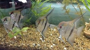 Скалярии, новый "дом" для моих скалярий