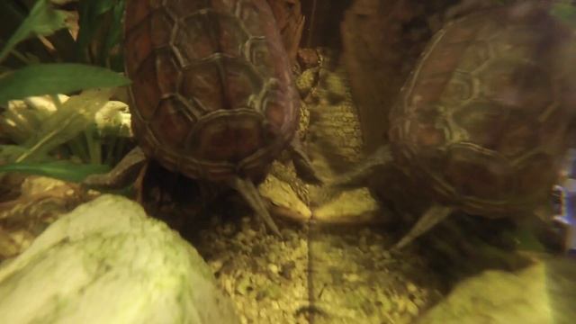 Underwater footage of Varanus Melinus, in a Bio Active set up смотреть онлайн