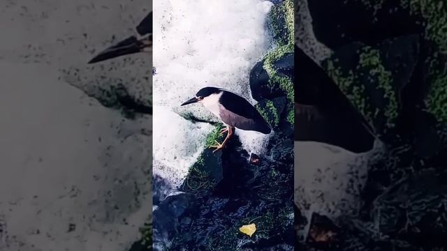 Black-crowned Night Heron Came Back to Let You Know смотреть онлайн