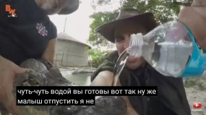 Койот Петерсон укус амереканского алигатора.