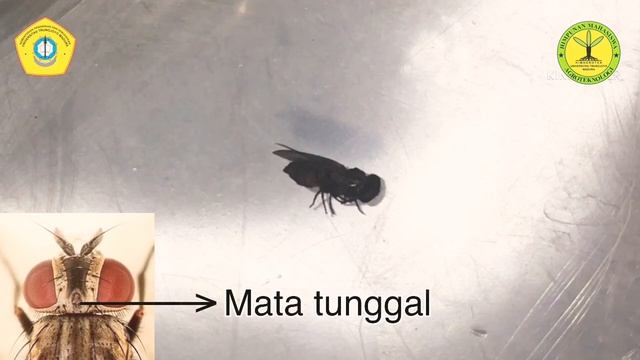 MORFOLOGI UMUM LALAT RUMAH (Musca domestica) || Mutia Afifah Zahrah || 190311100054 смотреть онлайн