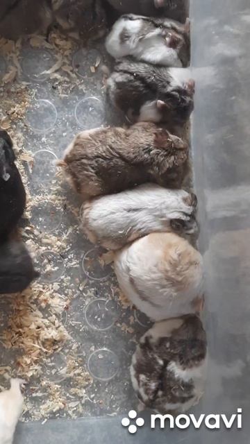 Ручной хомяк #животные #rabbit #грызуны #москва #ручнойхомяк #купитьпитомца #хомяк #animals #подаро