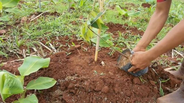 Planted durian Monday, February, 21, 2022 смотреть онлайн