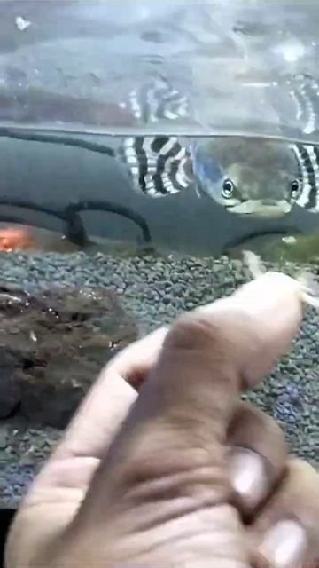 Plaring Channa Pulchra channapulchra