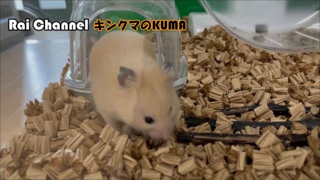 ハムスタートイレットペーパーの芯（ハムスターの行動を検証してみた）【ハムスター観察】ハムスター"キンクマハムスター"
