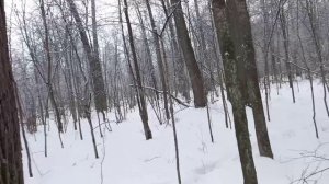 Сезон охоты на куницу заканчивается, готовимся к сезону поиска диких пчел.