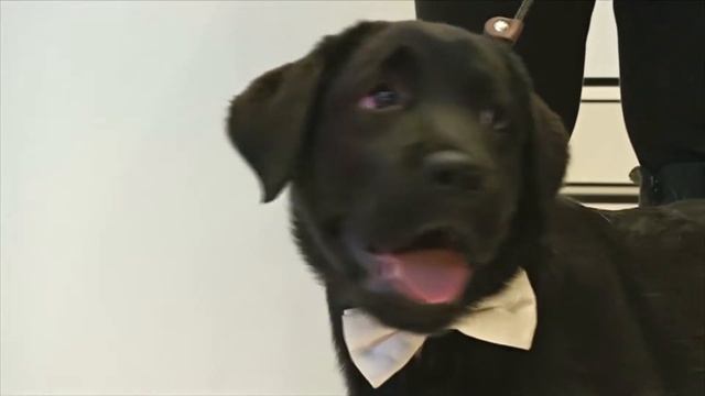 Найпопулярніші собаки у США смотреть онлайн