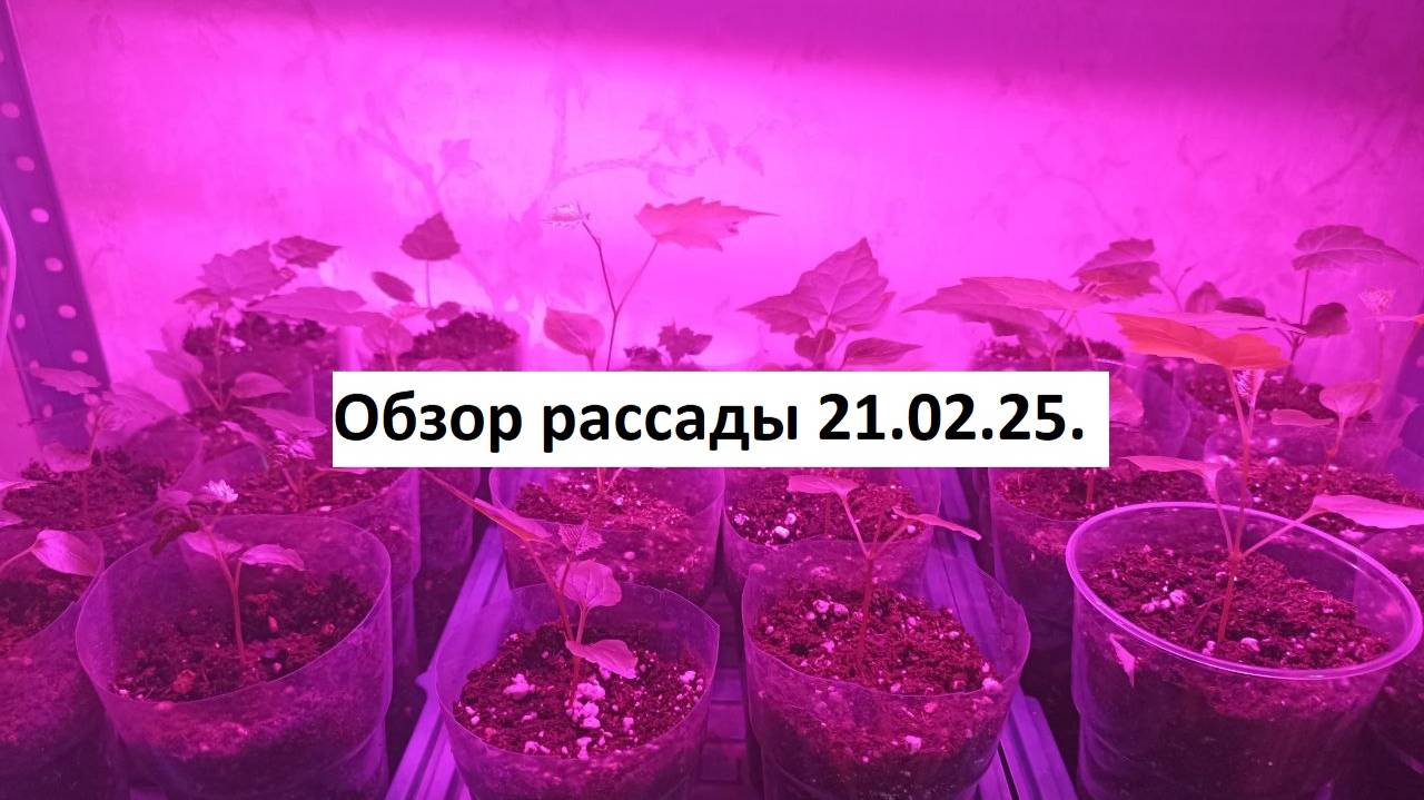 Обзор рассады 21.02.25.