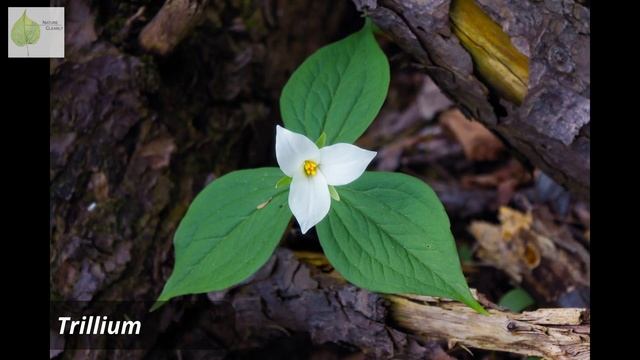 Learn easy to observe characteristics of monocots and dicots | Monocotyledons vs. Dicotyledons смотреть онлайн