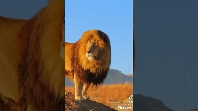 Lion ASMR / Roaring sound effect 🦁. смотреть онлайн