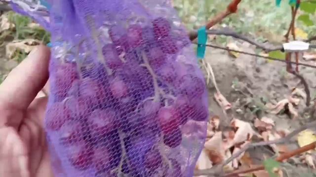 Сеянцы новинки, Дынька 21 августа 2023. Виноградник Щереденкова В. А.