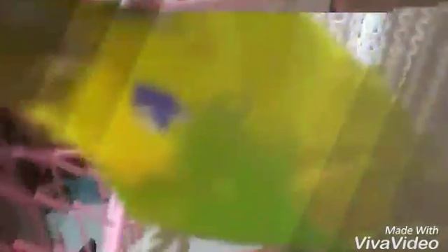 Привет, Андрюша попугай| золотая птичка!🐥🐥🐥 смотреть онлайн