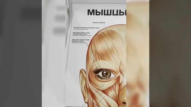 Мышцы лица (плакат) смотреть онлайн