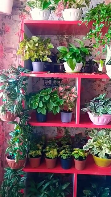 комнатные растения смотреть онлайн