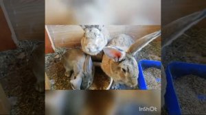 Козочки и кролики едят вместе дробленку