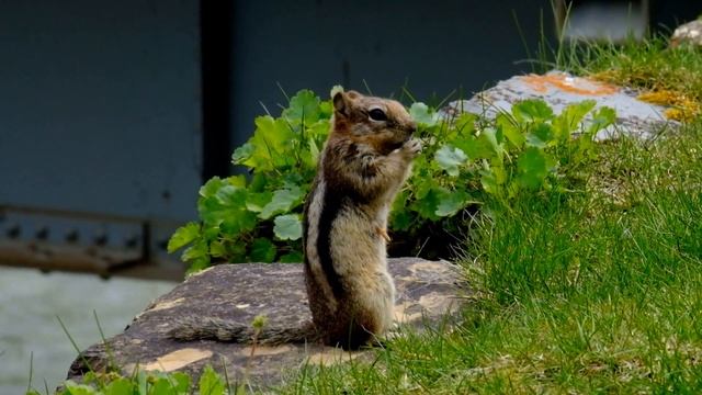 Golden-mantled ground squirrel (Callospermophilus lateralis) in Waterton смотреть онлайн