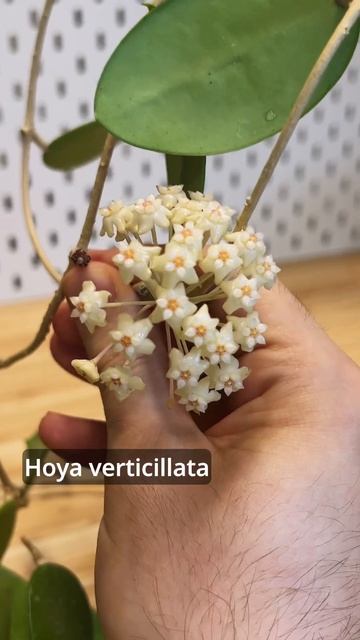 Hoyas in bloom today 💚 смотреть онлайн