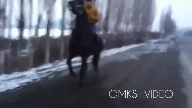 Лошадь танцует лезгинку смотреть онлайн