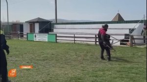 Собака — воин