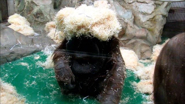 Орангутаны Мишель и Бату. Трюк со стружкой. 22.01.19 г. смотреть онлайн