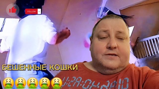 БЕШЕНЫЕ КОШКИ