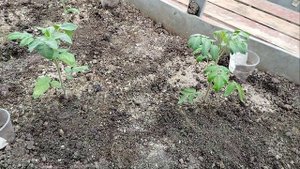 томаты🍅 после заморозков,супер подкормка работает 👍