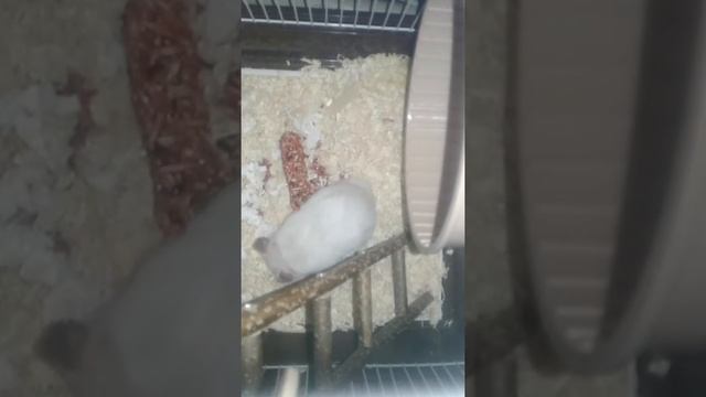 Ночная жизнь хомяков 🐹 смотреть онлайн