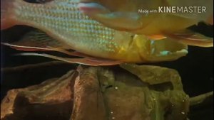 Геофагус нерест.