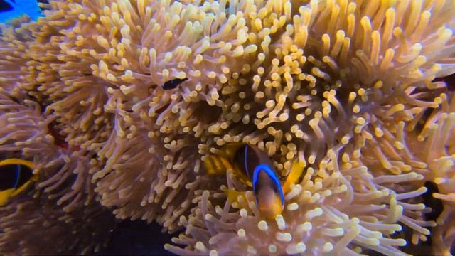 Египет. Шарм-эль-Шейх. Дайвинг 2020. Рыбы-клоуны. смотреть онлайн