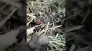 Зимовка Калифорнийского червя Беларусь