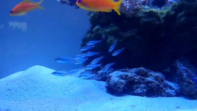 Ostorhinchus parvulus 03.04.2019 смотреть онлайн