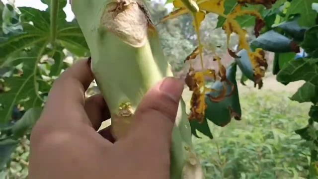 To make papaya tree more healthy, just add this organic chemical fertilizer.
