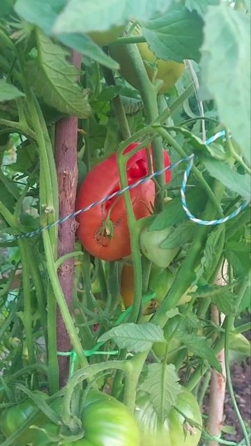 1 июля 1 томат Дегустация🍅🤗🧚♀️🏡Лен область Сосновый Бор#первые томаты#урожай#моя дача#простая еда смотреть онлайн