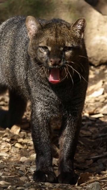 Jaguarundi || The cat Weasel! смотреть онлайн