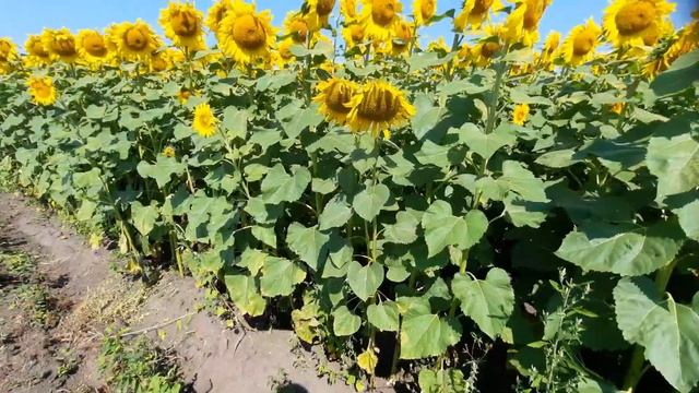 СУШИТИМУ зерно ВОДОЮ💦💦💦☇Огляд демок СОНЯШНИКА🌻🌼 смотреть онлайн