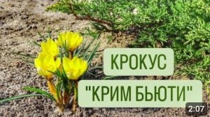 КРОКУС "КРИМ БЬЮТИ". 17.03.2024г.