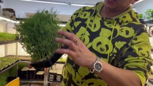 МИКРОЗЕЛЕНЬ // ЧТО МОЖНО, ЧТО НЕЛЬЗЯ ВЫРАСТИТЬ В ДОМАШНИХ УСЛОВИЯХ?!