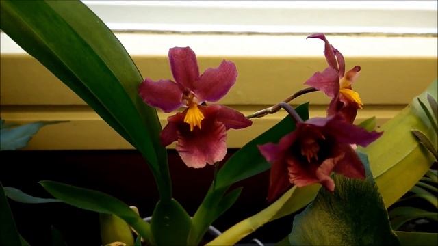 My Aliceara Tahitian Dancer and the cattleya "Not a Little Hazel" in bloom смотреть онлайн