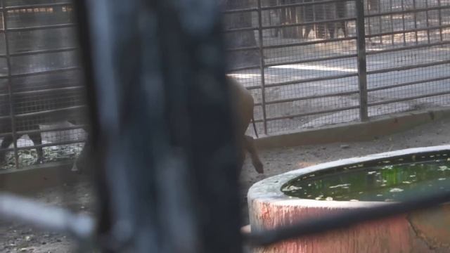 KEBUN BINATANG TERTUA DI INDONESIA TERNAK BURUNG EKSOTIS SAMPE MEMBLUDAK KAYA GINI?! KBS SURABAYA