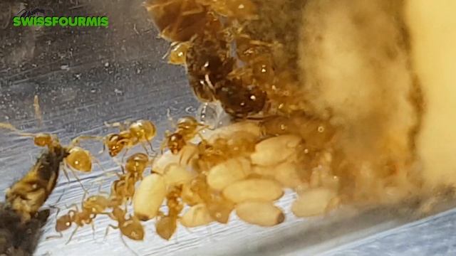 Fourmis - Lasius flavus Une espèce soporifique 03