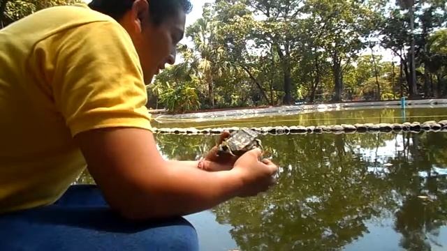 Identificando TSE (Trachemys Scripta Elegans) смотреть онлайн