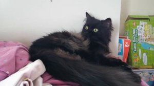 Dead Chantilly-Tiffany cat resurrection