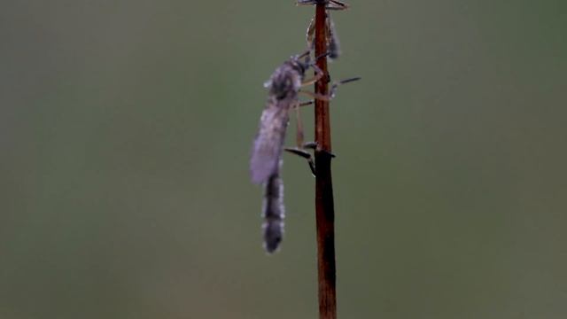 Robber fly slap fest :) смотреть онлайн