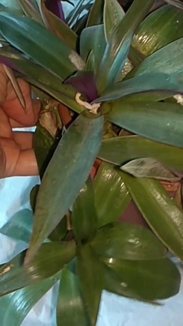 почему блекнут листья  у Традесканция рєо смотреть онлайн