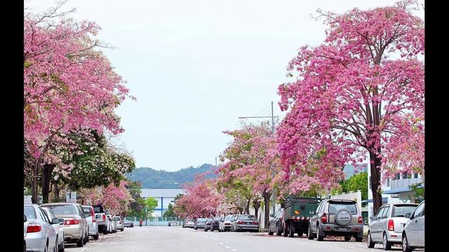 'Cherry Blossoms' || "Sakura Season In Malaysia" || Vlog#14 ||  A Colorful Season in 2021 ||