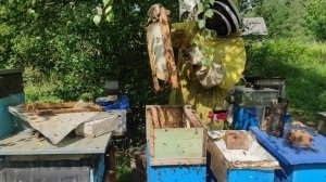 Шестирамочный улей преимущества сбора урожая.Проверяем шестирамочные улья на наличие меда в августе