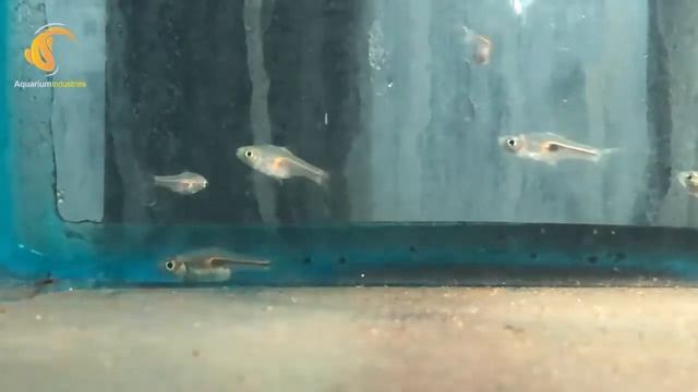 2cm Hengel's Rasbora смотреть онлайн